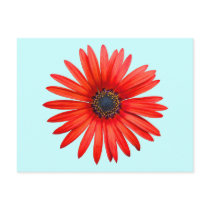 Red Devil Postcards