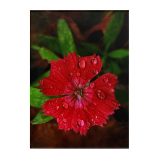 Red Dianthus With Raindrops Acrylic Wall Art