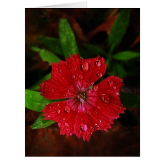 Red Dianthus With Raindrops Big Thank You Card