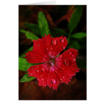 Red Dianthus With Raindrops cards