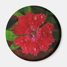 Red Dianthus With Raindrops Fridge Magnet