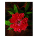 Red Dianthus With Raindrops