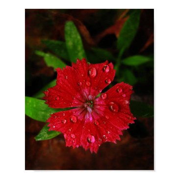 Red Dianthus With Raindrops