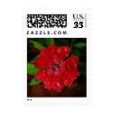 Red Dianthus With Raindrops – Small stamp