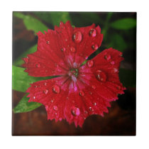 Red Dianthus With Raindrops tiles