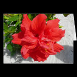 Red Double Hibiscus Card
