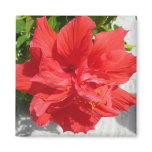 Red Double Hibiscus Magnet