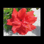 Red Double Hibiscus Postcard