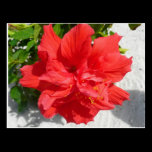 Red Double Hibiscus Postcard