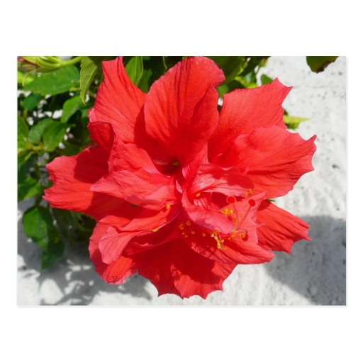 Red Double Hibiscus Postcard