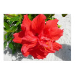 Red Double Hibiscus Print