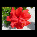 Red Double Hibiscus Print