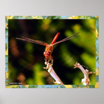 Red Dragon Poster