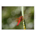 Red Dragonfly cards by northshorefire Red Dragonfly cards