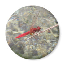 Red Dragonfly magnets