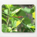 Red Dragonfly mousepads by dduhaime55 Red Dragonfly mousepads