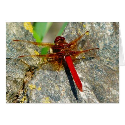 Red+dragonfly+wings