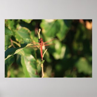 Red Dragonfly Poster