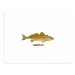 Red Drum (titled) Postcard