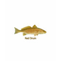 Red Drum (titled) shirt