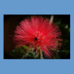 Red Dwarf Bottle Brush Poster posters