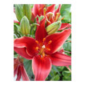 Red Dwarf Lily Poster posters by indolilly Red Dwarf Lily Poster posters