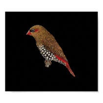 Red-eared Firetail Finch - Stagonopleura oculata posters