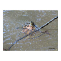Red-eared Slider Doing Backstroke posters