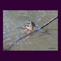 Red-eared Slider Doing Backstroke posters by naturegirl7 Red-eared Slider Doing Backstroke posters