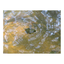 Red-eared Slider Hatchling posters