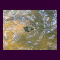 Red-eared Slider Hatchling posters by naturegirl7 Red-eared Slider Hatchling posters