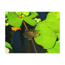 Red Eared Slider postcards