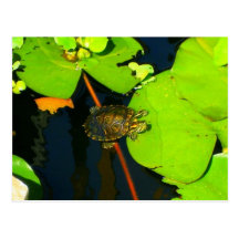 Red Eared Slider Postcards