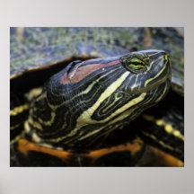 Red-eared Slider, Trachemys scripta elegans, 2 Poster