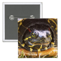 Red Eared Slider Turtle Head Pinback Buttons