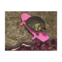 Red Eared Slider Turtle Riding Skateboard postcards
