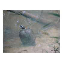 Red-eared Turtle in River posters by naturegirl7 Red-eared Turtle in River posters