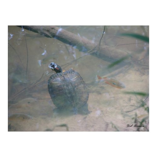Red-eared Turtle in River print