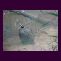 Red-eared Turtle in River posters by naturegirl7 Red-eared Turtle in River posters