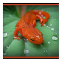 Red Eft posters by sillyfrog Red Eft posters
