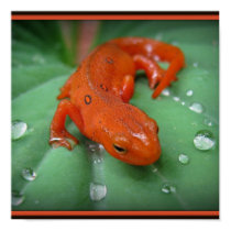 Red Eft posters by sillyfrog Red Eft posters