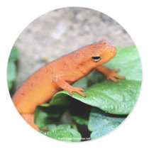 Red Eft Salamander Nature Photo Sticker Label
