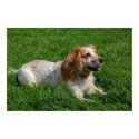 Red English Cocker Spaniel posters by beverlytazangel Red English Cocker Spaniel posters