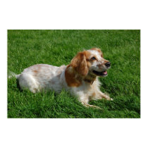 Red English Cocker Spaniel posters