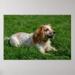 Red English Cocker Spaniel posters