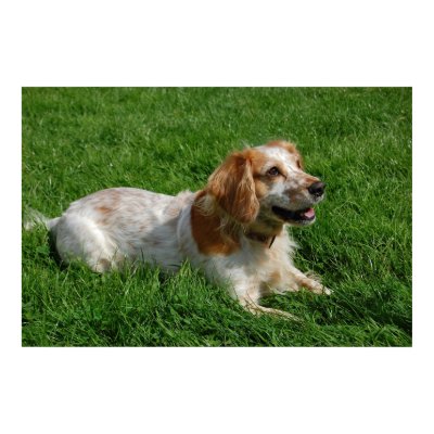 Red English Cocker Spaniel Poster by beverlytazangel