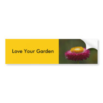 Red Everlasting Flower bumper stickers