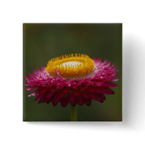 Red Everlasting Flower buttons