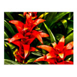 Red Exotic Flowers postcards