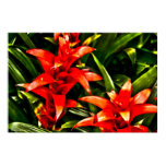 Red Exotic Flowers posters